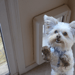 doggy-door